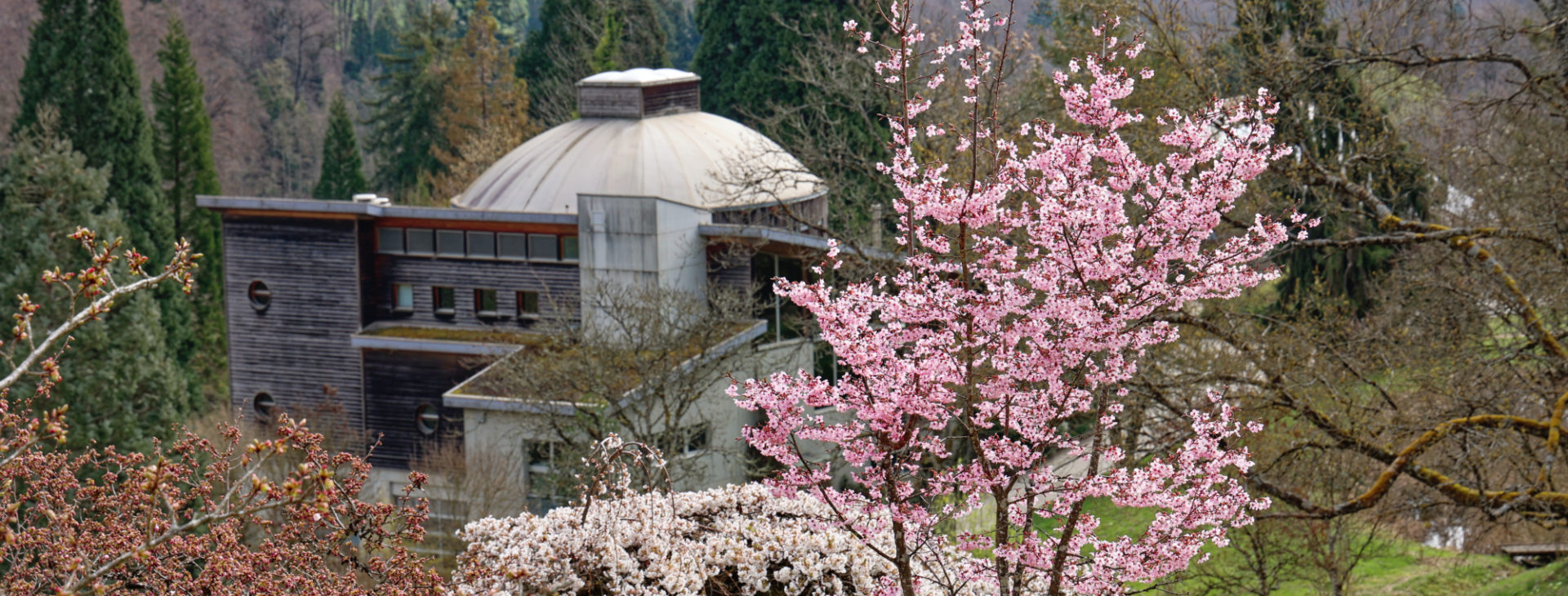 Les Magnolias et Cerisiers sont en fleurs