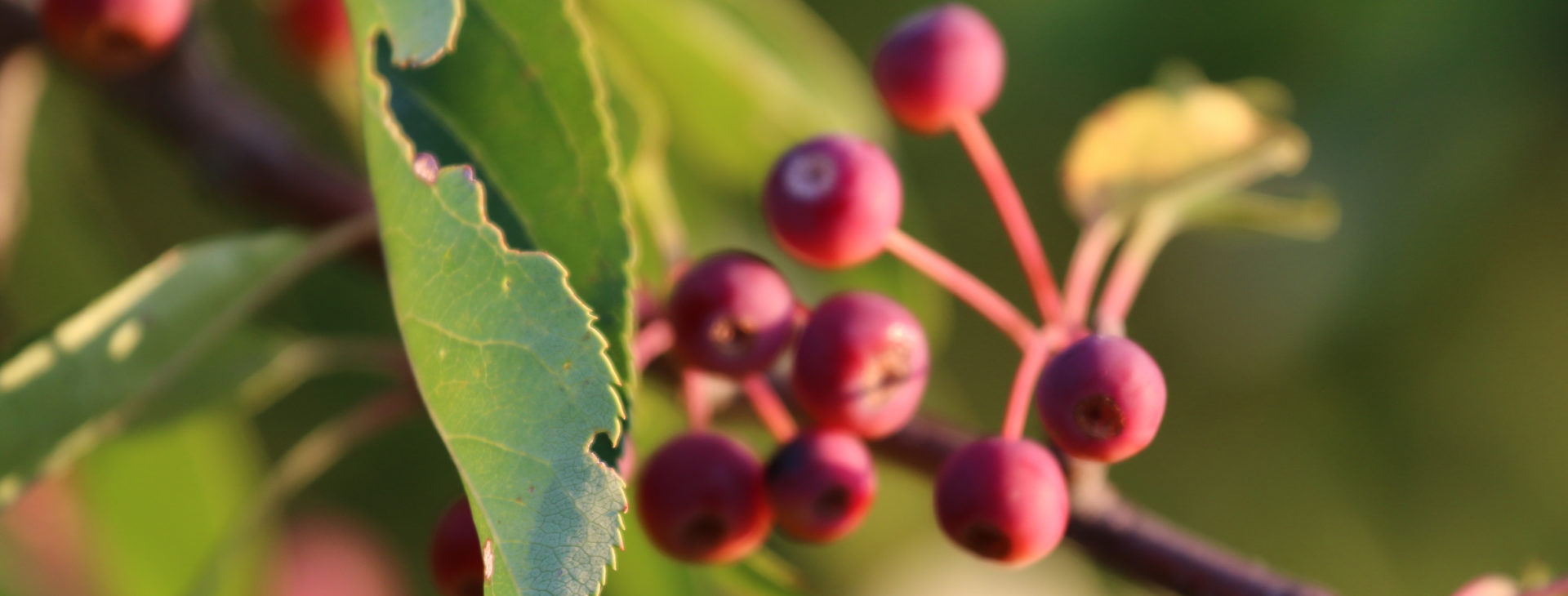 Septembre porte ses fruits