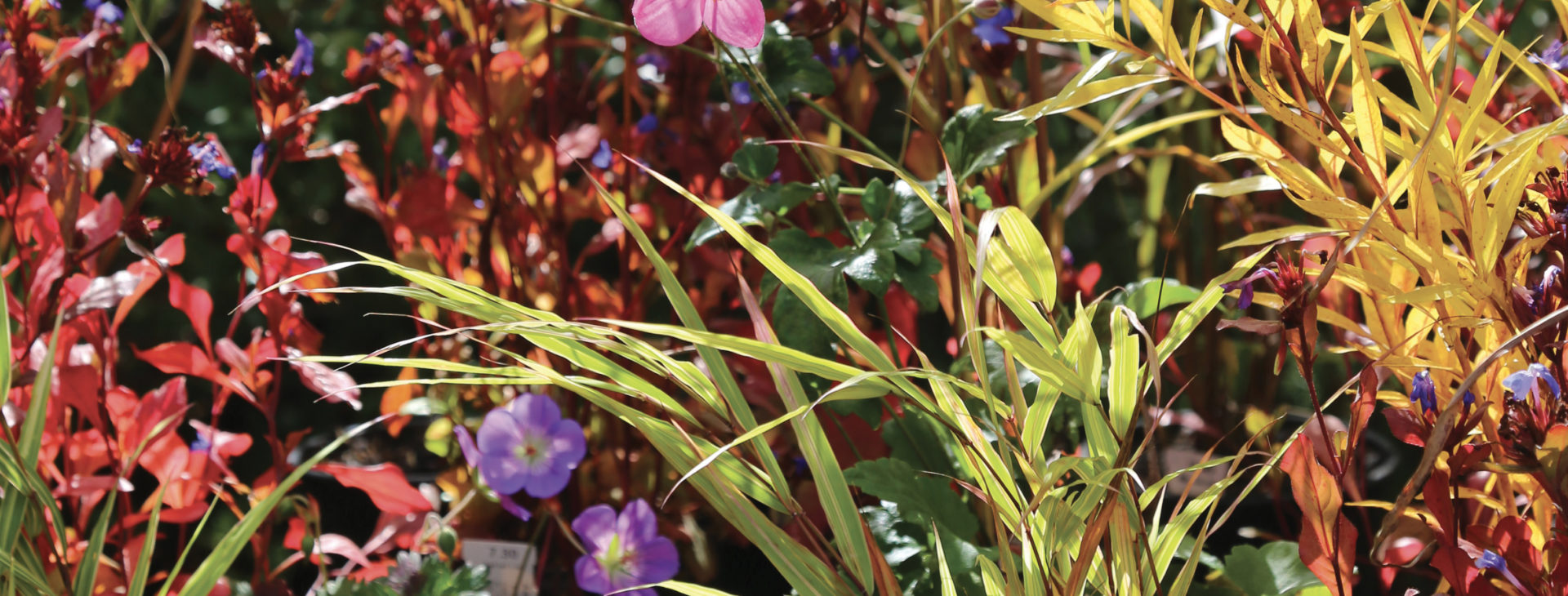 Marché aux plantes <br />
& Journée de l'arbre 